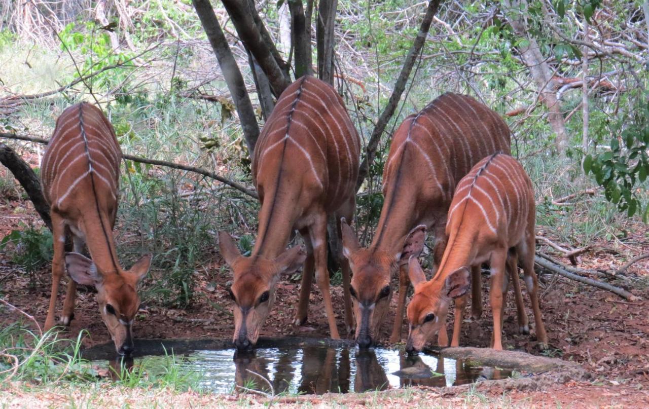 Umkhumbi Lodge Hluhluwe Kültér fotó