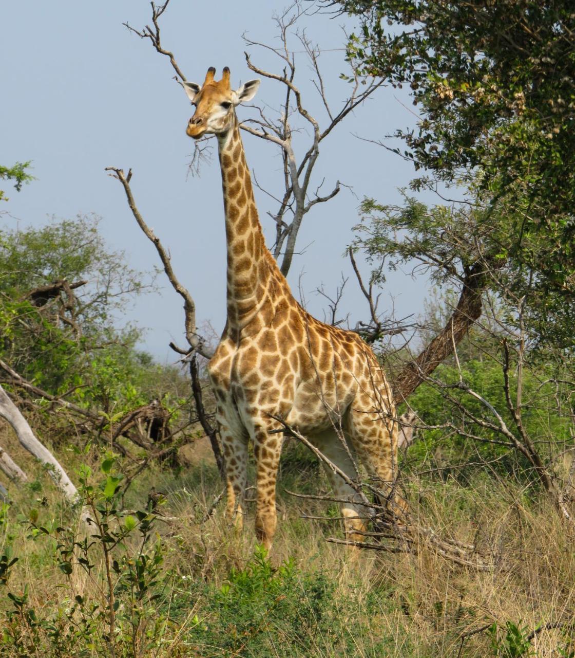 Umkhumbi Lodge Hluhluwe Kültér fotó